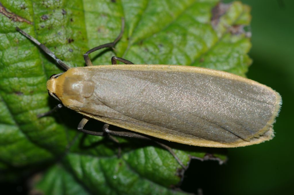 Lepidottero 3